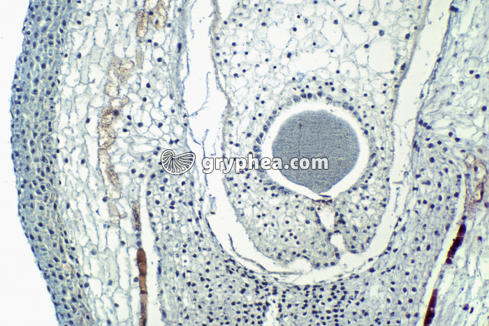 Pin - Ovule de Pin CL x70 - gryphea.com